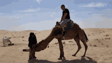 Camel Ride Fail Fell Down GIF