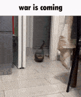 War Is Coming Cat Of War GIF - War Is Coming Cat Of War Cat GIFs