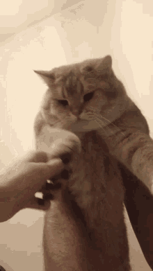 Fat Cat Handshake GIF - Fat Cat Handshake GIFs