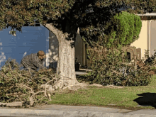 Residential Tree Removal Ca Tree Trimming Ca GIF