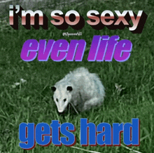 a picture of an opossum with the words " i 'm so sexy even life gets hard " above it