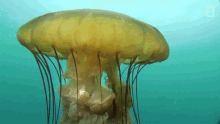 Swimming Around This Jellyfish Contains An Ecosystem GIF - Swimming Around This Jellyfish Contains An Ecosystem World Jellyfish Day GIFs