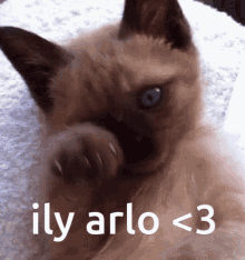 Arlo Cat GIF - Arlo Cat Siamese GIFs