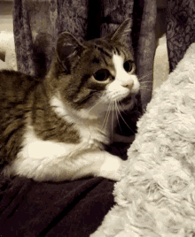 What Cat GIF - What Cat Confused GIFs
