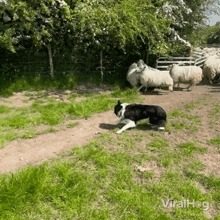 Border Collie Herding Sheep GIF