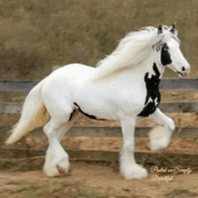 Beatiful Horse GIF - Beatiful Horse GIFs