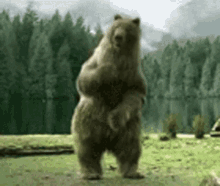 Bear Wild Animal GIF - Bear Wild Animal Dancing GIFs