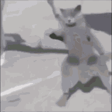 Gato Cat Dancing GIF - Gato Cat Dancing Gato Bailando GIFs
