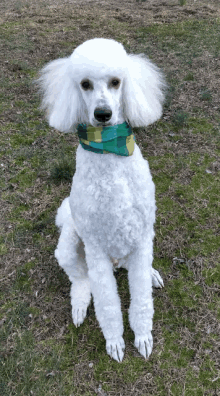 Happy St Poodles Day GIF