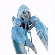 Blue Lobster Ash GIF