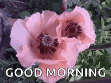 good morning day flowers greetings morning