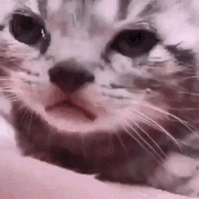 Cat Sad GIF - Cat Sad Pain GIFs