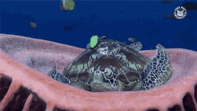 Turtle Chilling GIF - Turtle Chilling Im Home GIFs