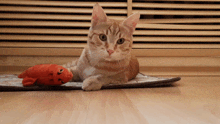 Cat Red Cat GIF - Cat Red Cat Wink GIFs