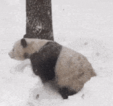 Panda Snow GIF - Panda Snow GIFs