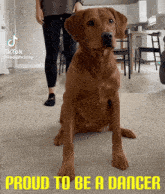 Dog Dance GIF - Dog Dance Meme GIFs