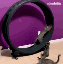 Chasing The Pet Collective GIF - Chasing The Pet Collective Running GIFs