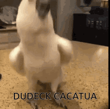 Dudeck Cacatua Parrot GIF - Dudeck Cacatua Parrot Excited GIFs