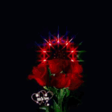 Rose Red Roses GIF - Rose Red Roses GIFs