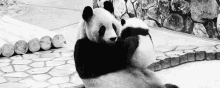 Huggy GIF - Panda Pandas Mom GIFs