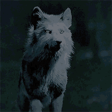 Hope Mikaelson GIF - Hope Mikaelson Hopemikealsonwolf GIFs