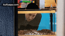 You'L Nevertind Love.Gif GIF - You'L Nevertind Love Rock Python Reptile GIFs