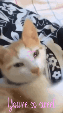 You'Re So Sweet Cat GIF - You'Re So Sweet Cat GIFs