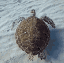 Turle Swimming GIF - Turle Swimming Underwater GIFs
