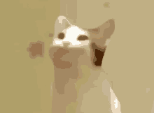 Hfsp Yellow Bitcoin Pop Cat GIF
