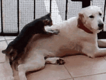 Dog Cat GIF - Dog Cat Massage GIFs