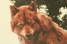 First Immortal Teen Wolf GIF - First Immortal Teen Wolf GIFs