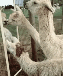 Llamas Looking Into Mirror GIF - Llamas Looking Into Mirror Looking At Self GIFs