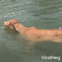 Swimming Cow GIF - Swimming Cow Viralhog GIFs