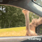 Hello Ostrich GIF - Hello Ostrich Viralhog GIFs