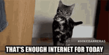 Cat Kitten GIF - Cat Kitten Thats Enough Internet GIFs