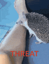 a hedgehog is standing on a person 's leg and the word threat is on the bottom