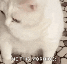 a white cat is sitting on a tiled floor with the words `` me this morning '' written on it .