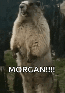 Good Morning Morgan GIF - Good Morning Morgan Gopher GIFs