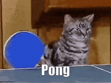 Pong Cat GIF - Pong Cat Rick Roll GIFs