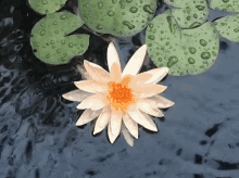 lotus water lily rain drops
