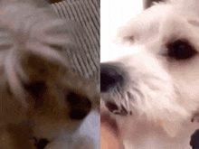 a close up of a dog 's face next to a close up of a dog 's face