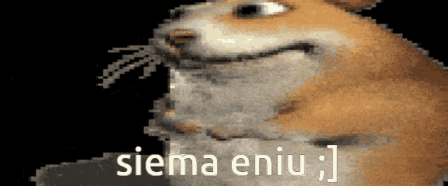 Zajebisty Chomik Chomikbox GIF - Zajebisty Chomik Chomikbox Siema Eniu GIFs
