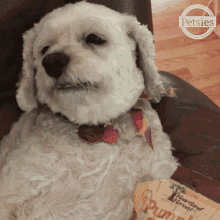 Sleepy Chewing GIF - Sleepy Chewing Puppy GIFs