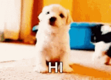 Puppy Hi GIF - Puppy Hi Hello GIFs