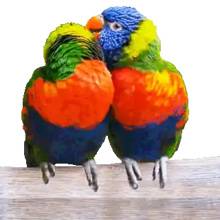 Funny Animals Funny Birds Sticker - Funny Animals Funny Birds Funny Parrots Stickers