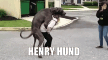 Henryhund Henke GIF - Henryhund Henry Hund GIFs