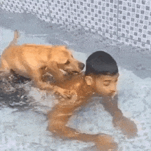 Stan Twitter Dog Swimming GIF - Stan Twitter Dog Swimming Cute Dog GIFs