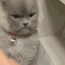 Cat Grumpy GIF - Cat Grumpy No GIFs