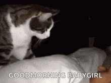 Cat Wake Up GIF - Cat Wake Up GIFs