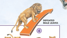 a drawing of a lion standing on top of an orange arrow with defeated male leaves written below it